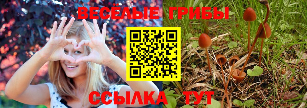 Пугачёв  Галлюциногенные грибы MAGIC MUSHROOMS  Вход с VPN  Псилоцибиновые грибы мицелий 